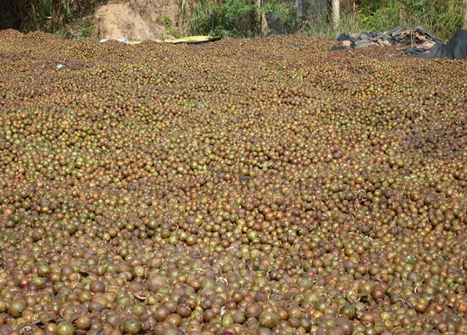 油茶果3