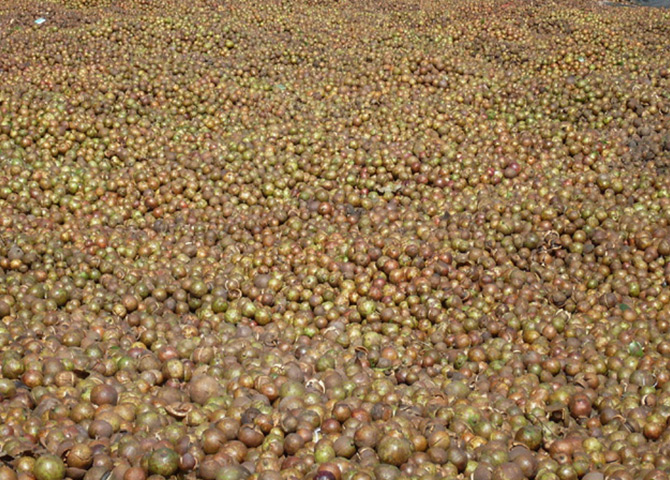 高產(chǎn)油茶掛果