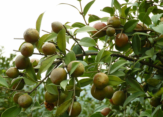 高產(chǎn)油茶掛果