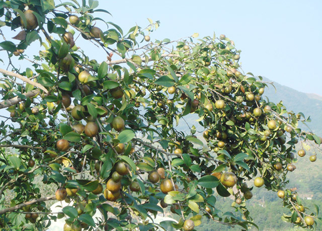 高產(chǎn)油茶掛果