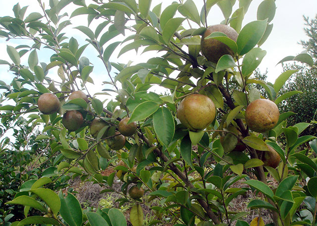 油茶種植基地