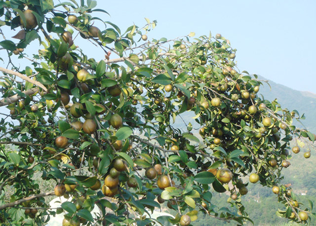 油茶種植基地