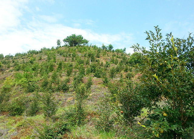 油茶種植基地