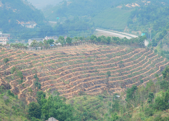 油茶種植基地