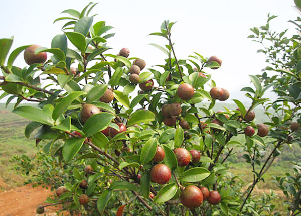 油茶種植基地